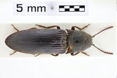 Foto (Dorsalansicht) von Propsephus algoensis (NHMW-ZOO-COL-0010277)